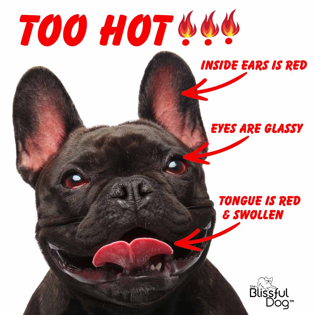 french bulldog overheating